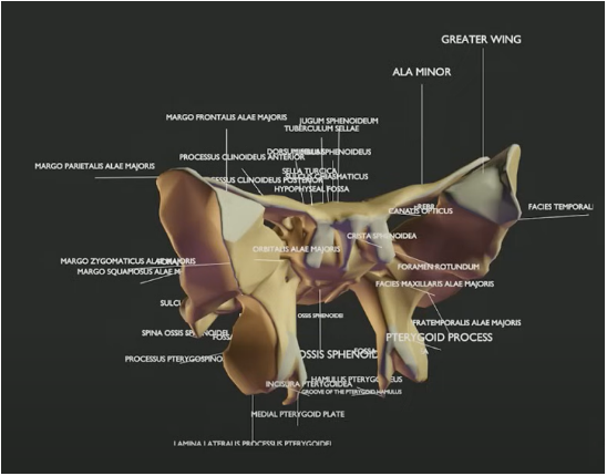 Z-Anatomy details